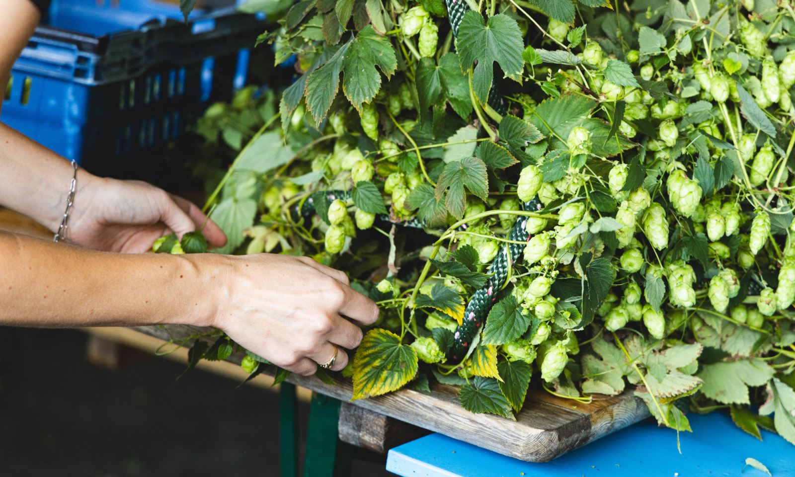 Handen sorteren verse groene hopbellen op een houten plank naast blauwe kratten.