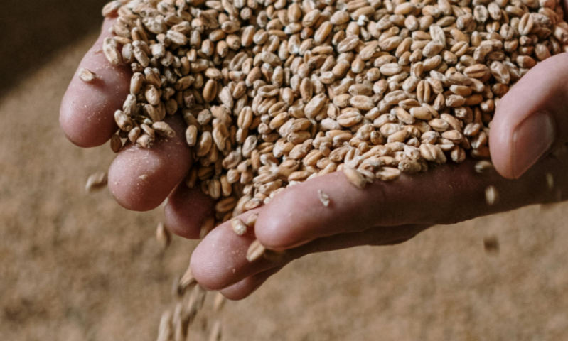 Mout in de hand / Pexels Mout in de hand