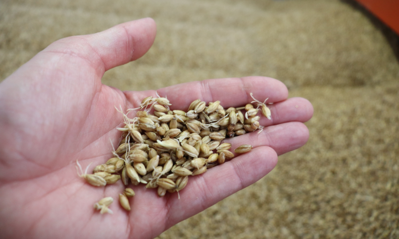 Gemoute gerst in de hand