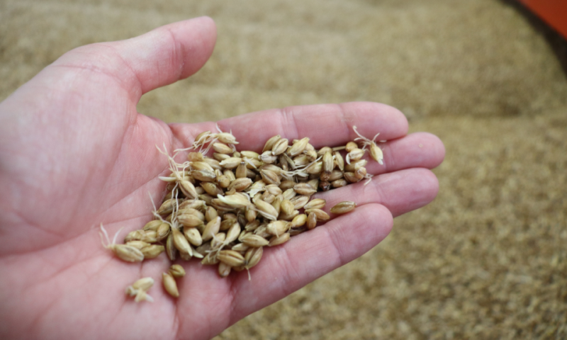 Gemoute gerst in de hand / Foto: Diederik van Korven Gemoute gerst in de hand in een mouterij in België