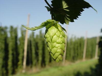 Hopbloem Humulus Lupulus