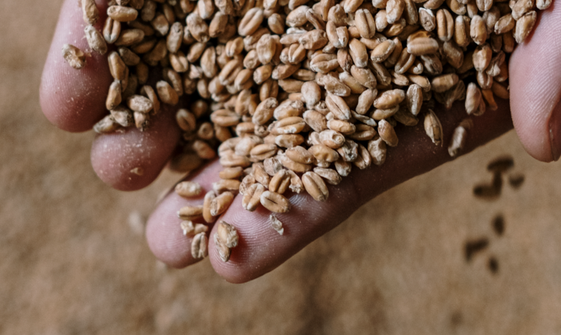 Mout in de hand / Pexels Mout in de hand