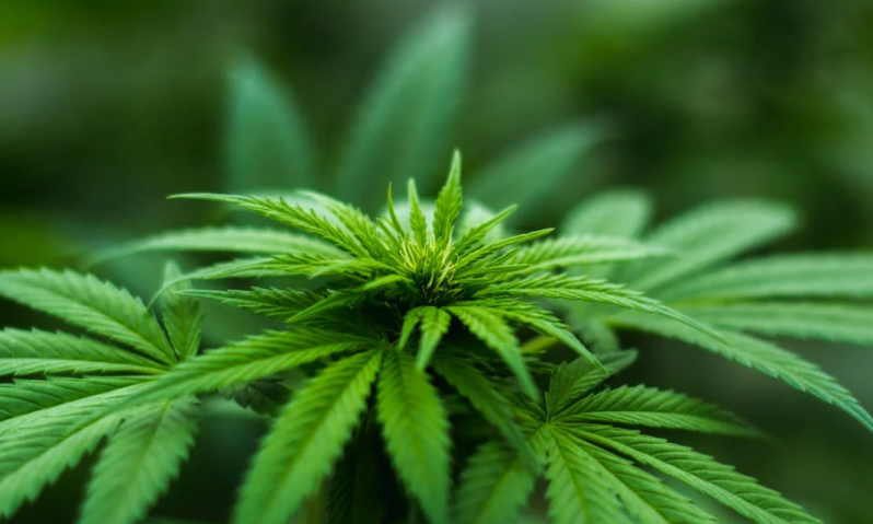 Cannabis plant Cannabis plant