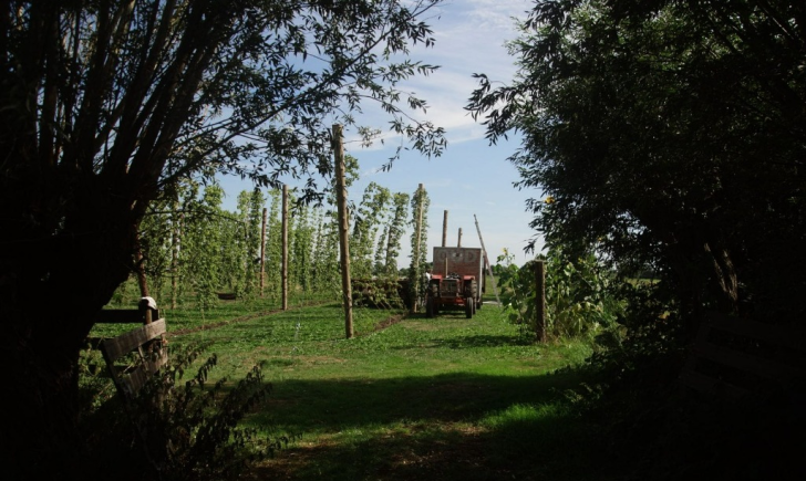 ODE Bier hopveld