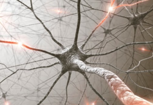 Neuronen