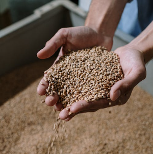 Mout in de hand / Pexels Mout in de hand