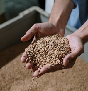 Mout voor bier / Pexels Mout voor bier