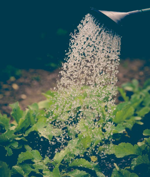 bier in de tuin gebruiken / Pexels Planten bewateren met een gieter
