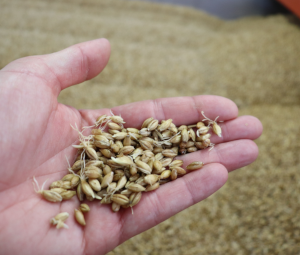 Gemoute gerst in de hand