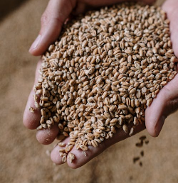 mout om bier te brouwen