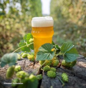 Glas bier tussen hopbloemen Glas bier tussen hopbloemen