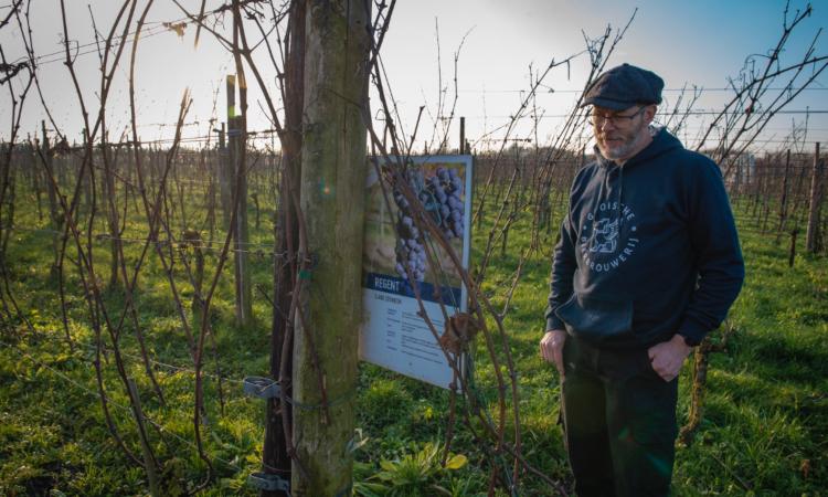 Gooische brouwer Gijs Troost in het Betuws Wijndomein