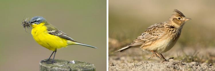 Gele Kwikstaart en Veldleeuwerik op Texel