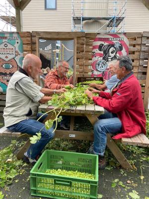 Hop plukken bij Maximus brouwerij
