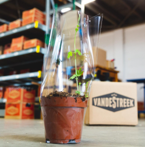 Hopplantje bij Vandestreek