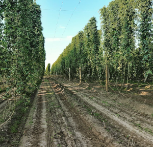 Hopranken in Brabant