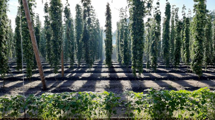 Hopranken van Brabanthop met de zon die er tussendoor schijnt
