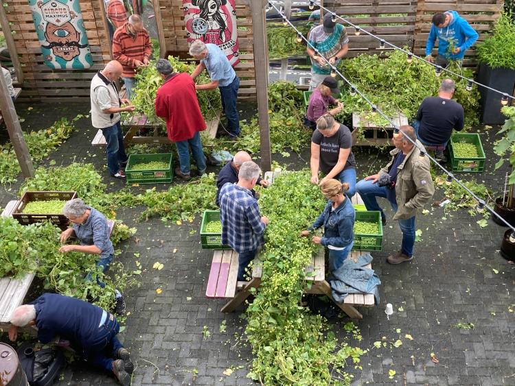 Veel mensen zijn hop aan het plukken
