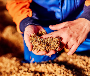 Mout in de hand bij Holland Malt