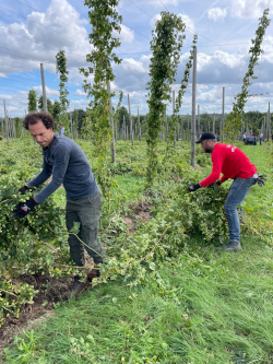 Hopranken weghalen na storm