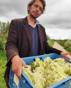 Vlierbloesem geplukt