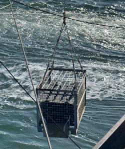 Bierseke bier wordt te water gelaten voor rijping