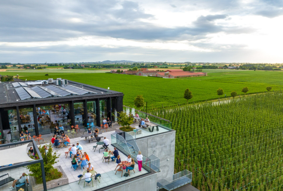 dakterras met hopveld ernaat bij brouwerij st. bernardus