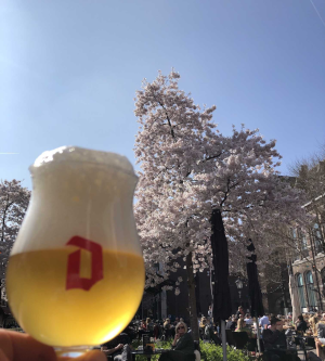 duvel bier in het voorjaar met bloesem boom