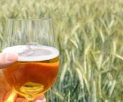 Bier en gerst