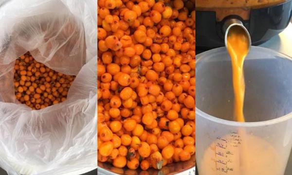 Duindoornbessen om bier mee te brouwen