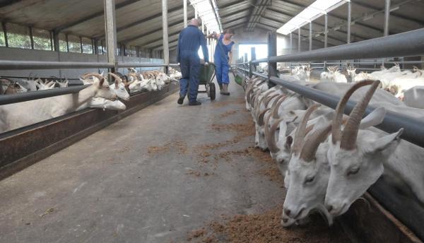 Geiten eten bierbostel van Brouwerij Egmond