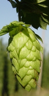 Hopbloem