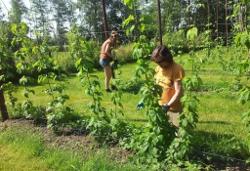 Hopveld | FOTO: Betty van de Bunt