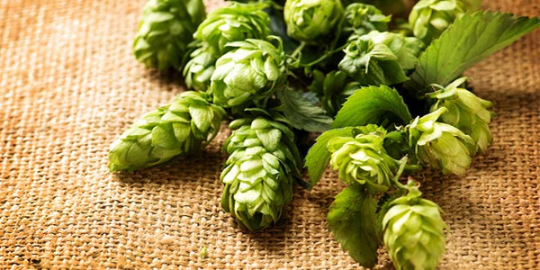Hopplant  Hopplant