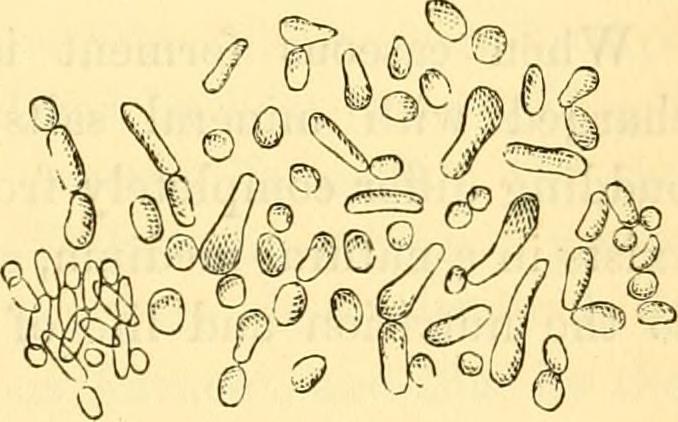 Gist cellen // Flickr Gist cellen // Flickr