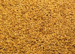 Mout // Foto: Pixabay Mout