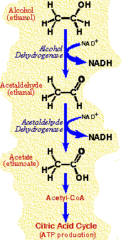 Verwerking alcohol door de lever Verwerking alcohol door de lever