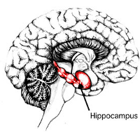 Hippocampus