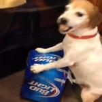 hond bewaakt bier
