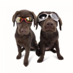 Richt je hond goed af