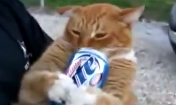 Katten houden ook van bier!