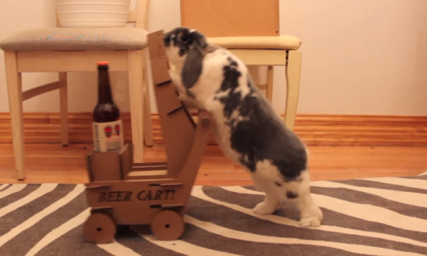 Konijn brengt bier