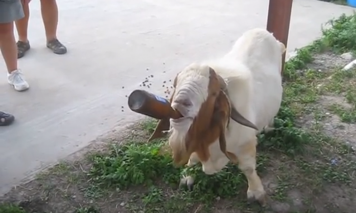 Bierdrinkende Geit