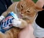 Kat drinkt bier