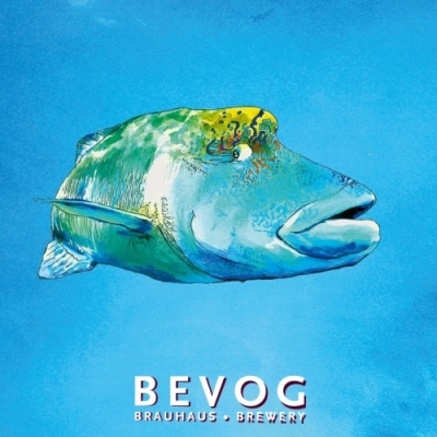 Bevog Humphead Wrasse