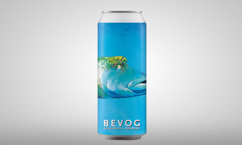 Bevog Humphead Wrasse