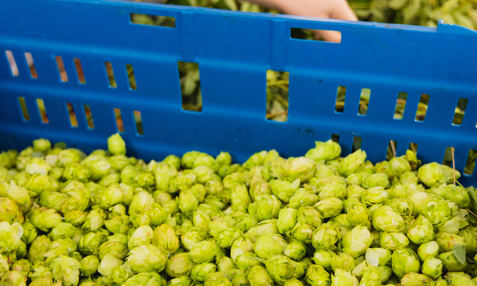 Verse hop in een krat