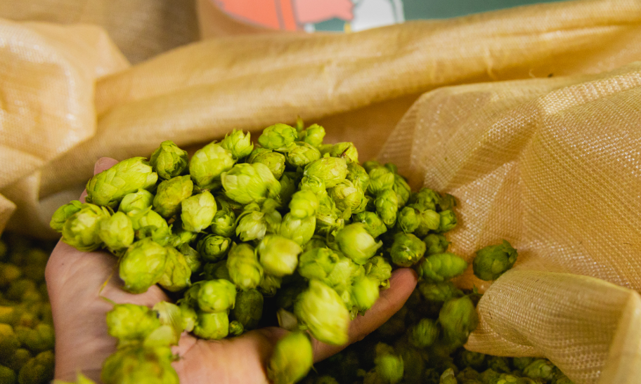 Verse hopbellen in de hand