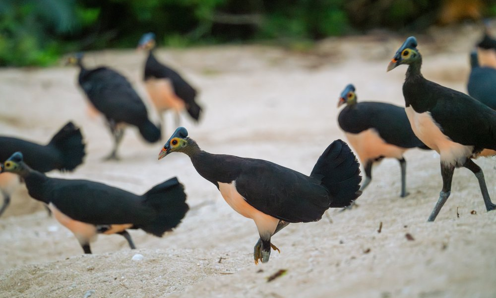 Maleo of hamerhoen vogels