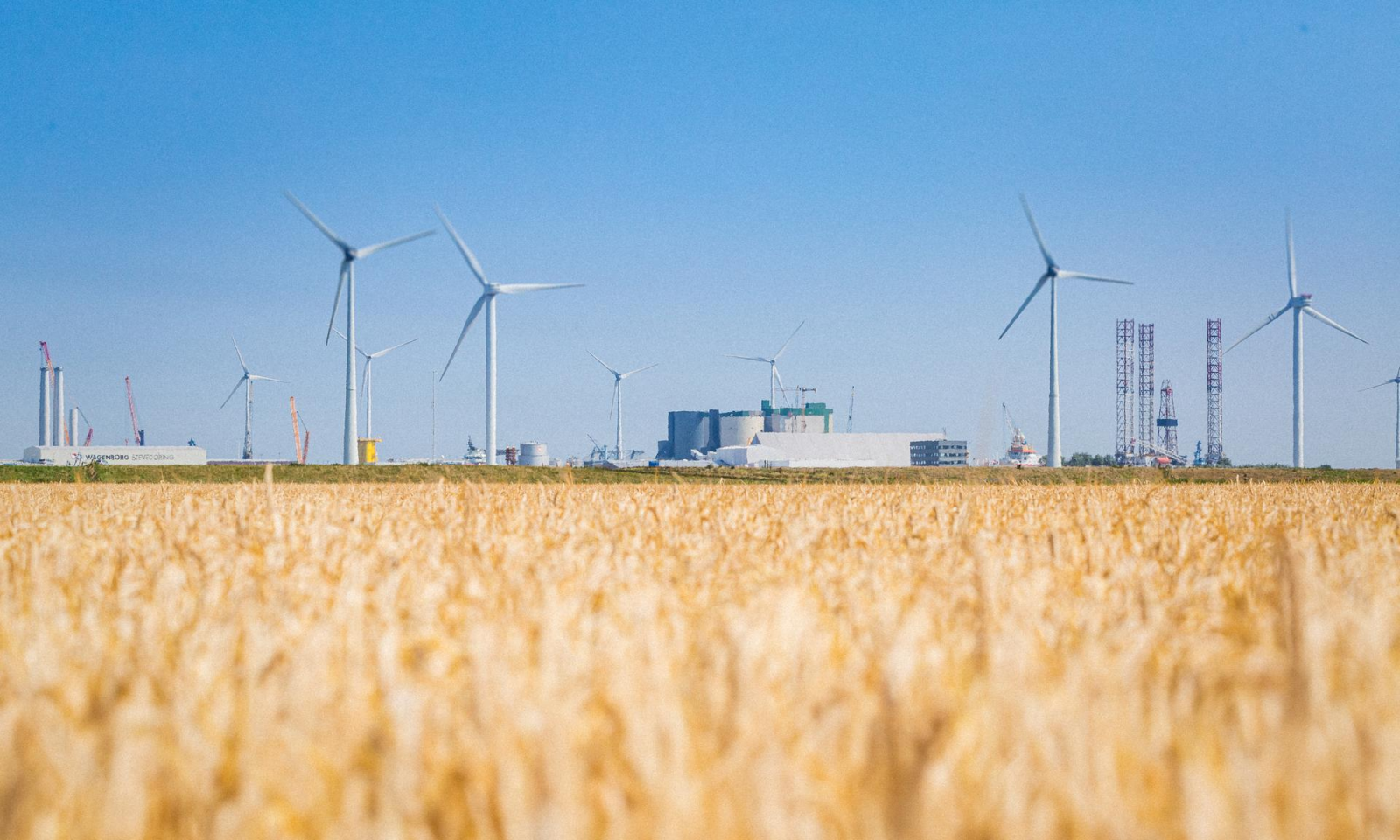 Graan met op de achtergrond een locatie van Royal Swinkels